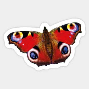 Beautiful butterfly peacock butterfly eye Sticker